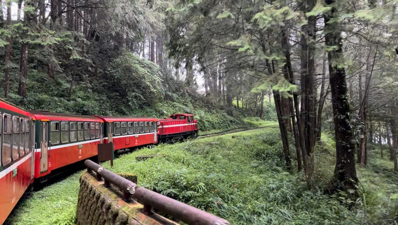 因时间关系，我需在日月潭与阿里山之间二选一，最终选择了阿里山。后来因台风尾影响十分害怕上山，可火车穿过树林的那一刻，让我觉得这一切都值得。 （高静娴摄）