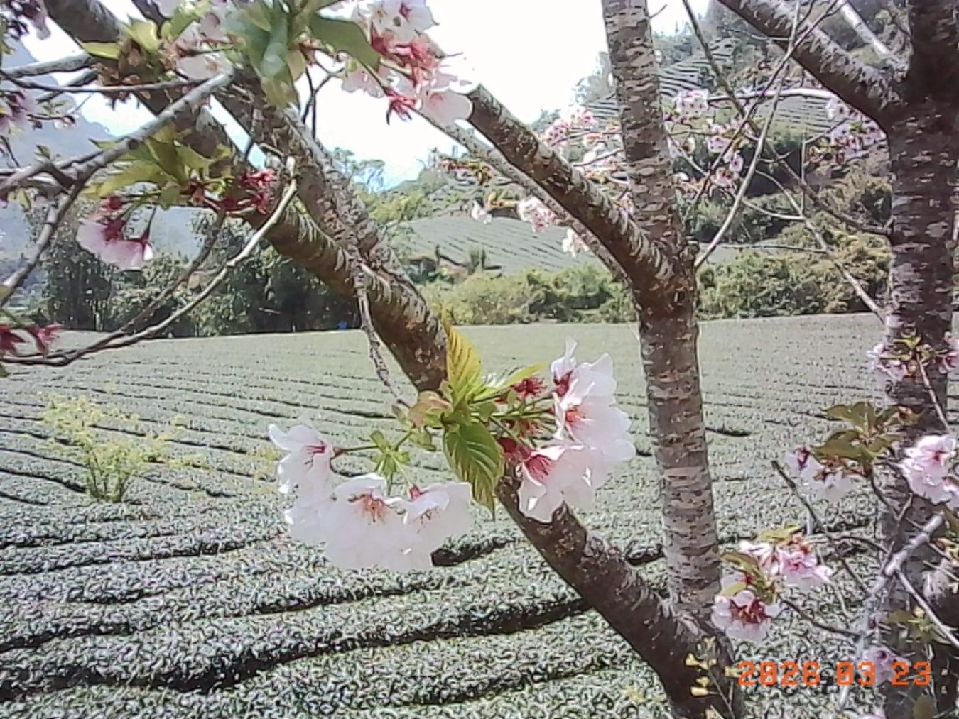 樱花感谢祭。（作者提供）